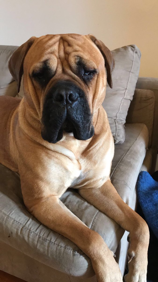 SayuriDog's tweet photo. Mother tells me I’m beautiful... I know I don’t need peasants reminding me https://t.co/ADZDXjf2FT