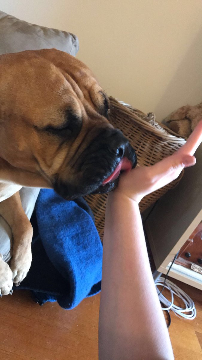 SayuriDog's tweet photo. What is a hi-five ? I don’t know what mother meant but she put her hand near my snoot so I must kiss https://t.co/w44ZATV1F2