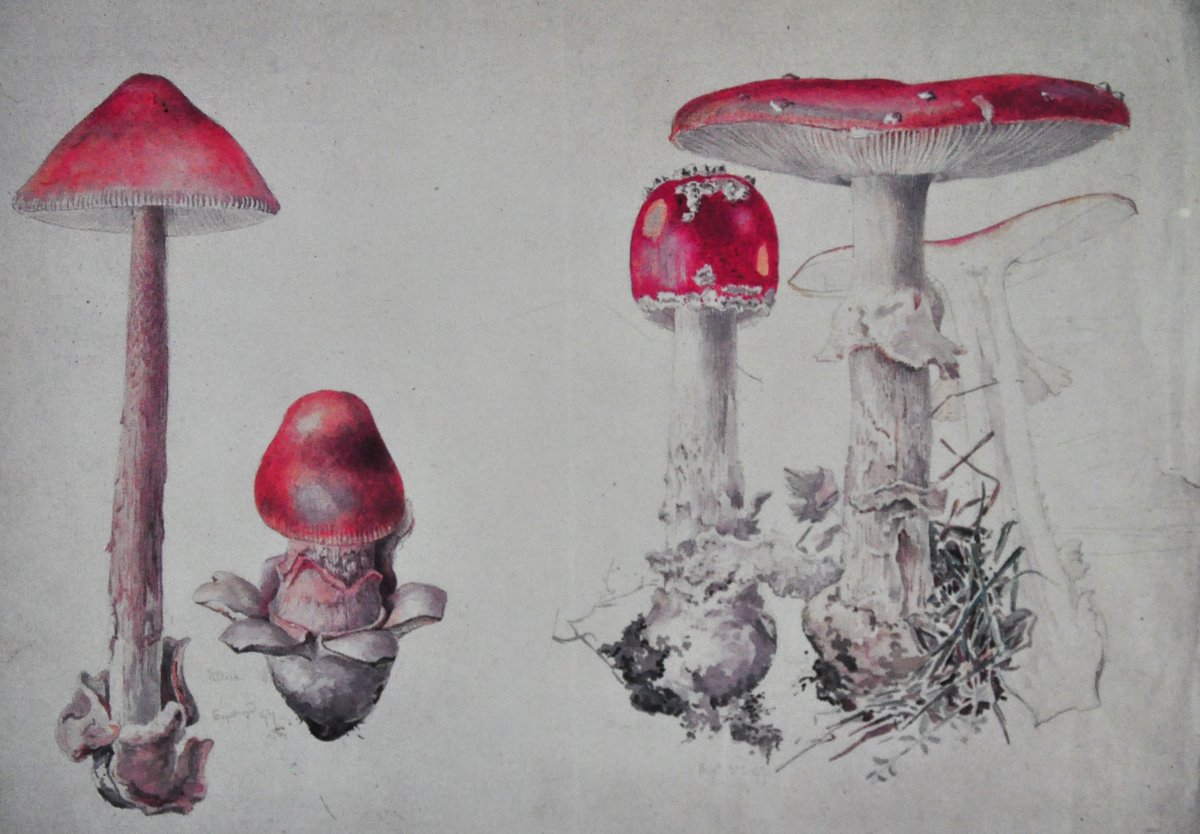womensart1's tweet photo. Beatrix Potter (1866-1943), mycology study, author/artist who contributed to science and natural history #womensart https://t.co/4EfrdXybrj