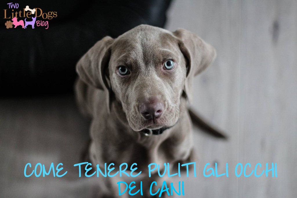 2littledogsblog's tweet photo. COME TENERE PULITI GLI OCCHI DEL VOSTRO CANE https://t.co/QmESchINIw https://t.co/YJJXXpOJCr