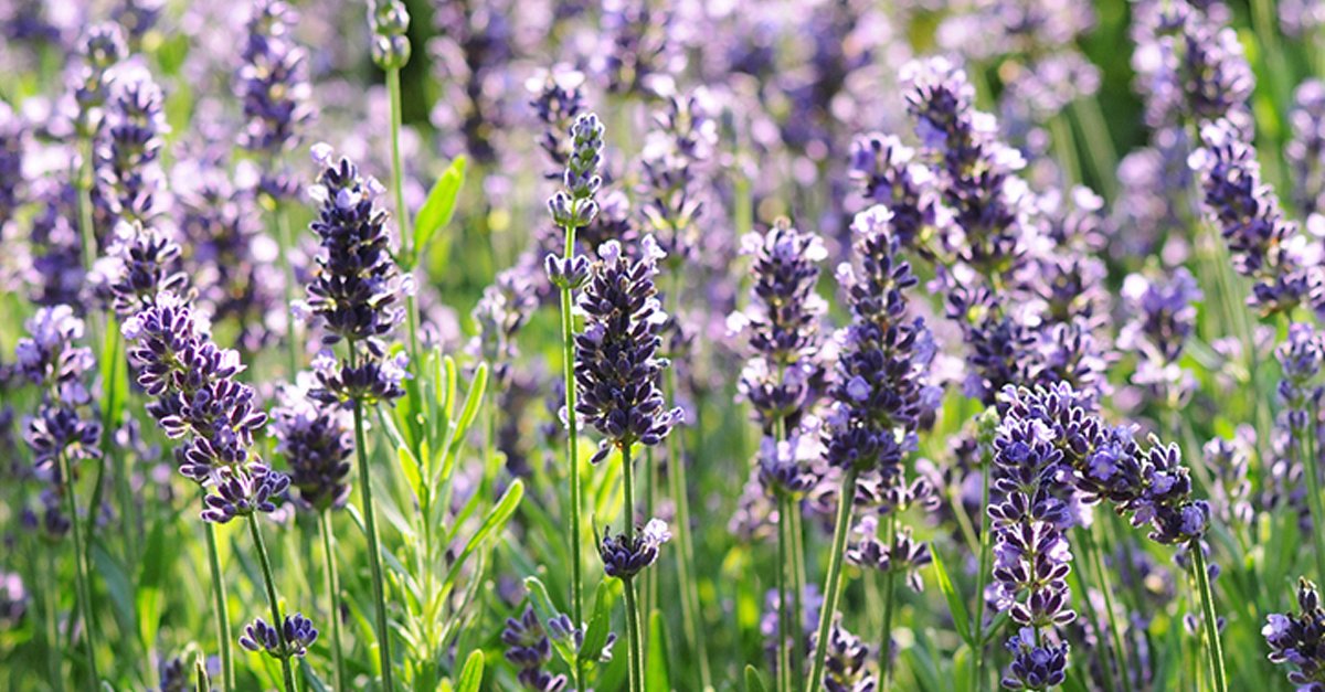 Florensis tweet media