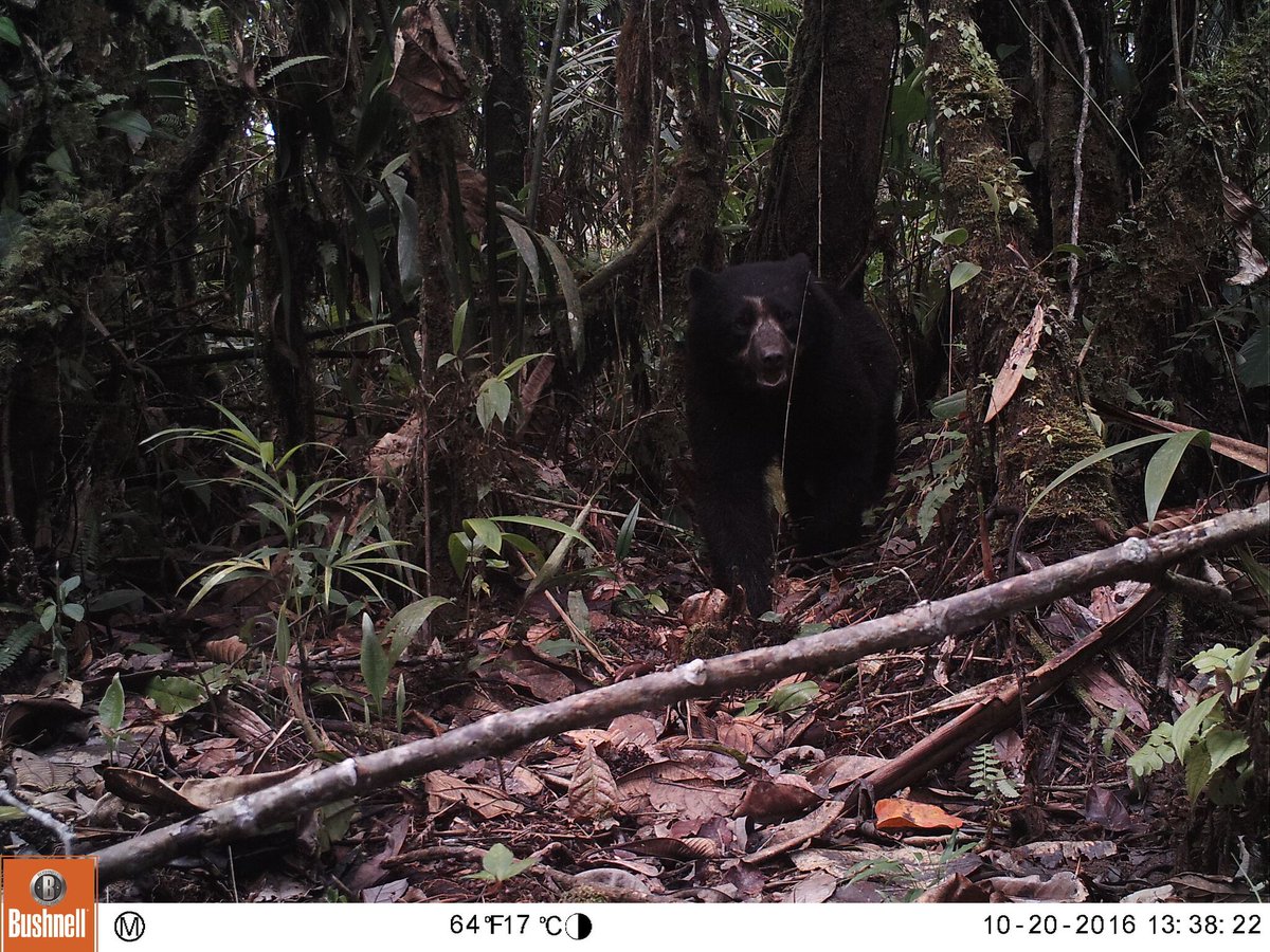 coolearth's tweet photo. It's Wednesday which means... it's #CAUGHTONCAMERATRAP time!!!📷💥 can you name this fluffy fellow?? *hint* his name is not paddington 🐻 https://t.co/2LXQ6EDpYW