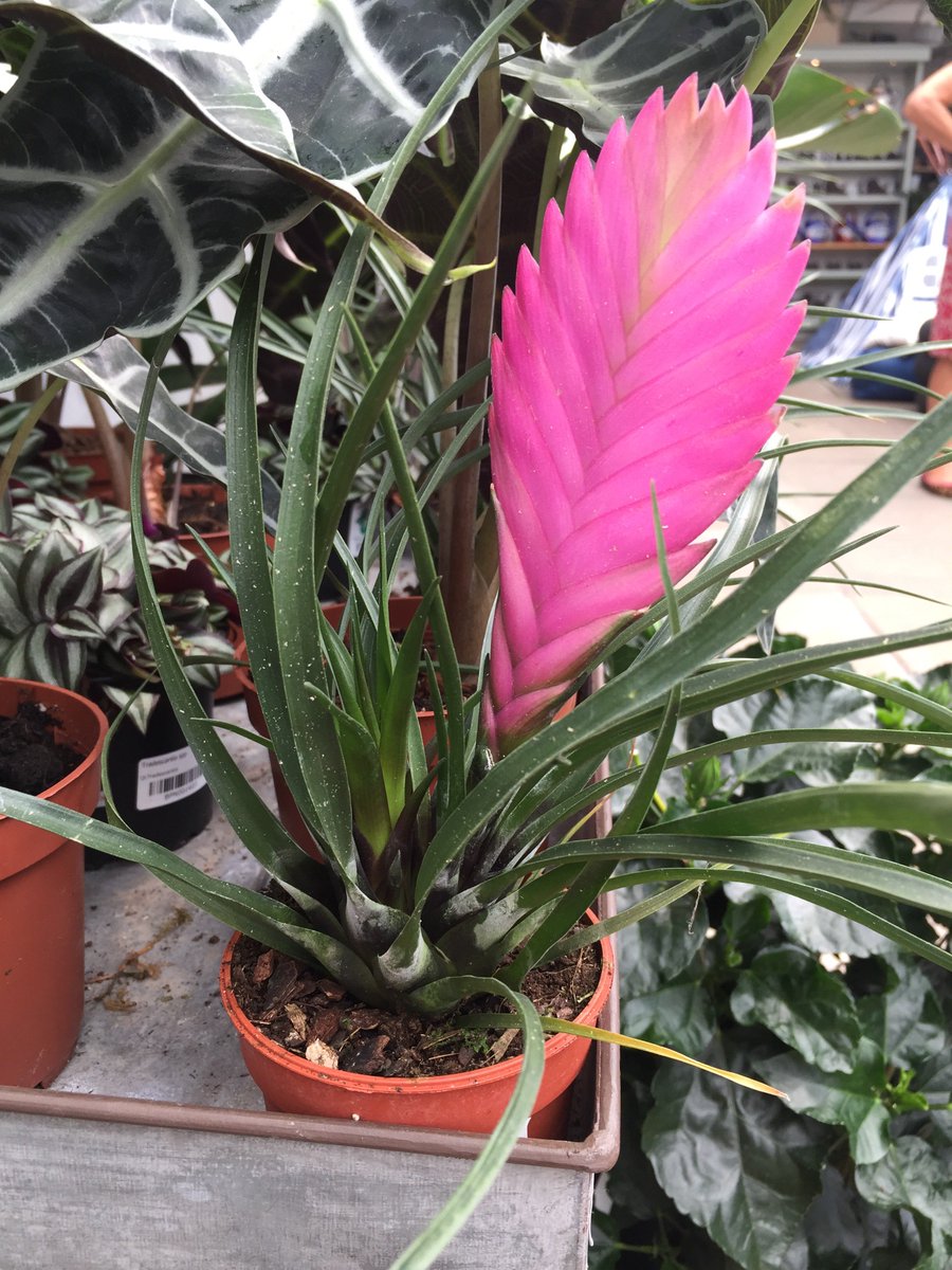Plant of the day : Air Plant or s tillandsia £12 no soil is needed so attach this to a tree  #tillandsia #plantoftheday #palacegardener