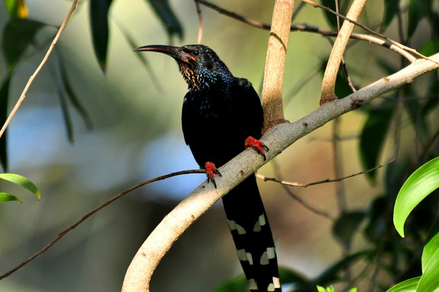 MothClark's tweet photo. Gorgeous iridescent #Green #wood #hoopoe in gardens of #Kairaba #Beach #Hotel, the #Gambia, early morning Feb 2014 https://t.co/YbEyqXkbu7