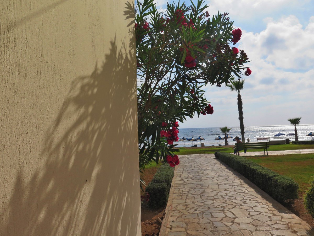 KEFALOSCYPRUS's tweet photo. Way to the beach #kefalos #kefalosbeach #flowers #waytothebeach #sea https://t.co/Ra9ExkMVz4