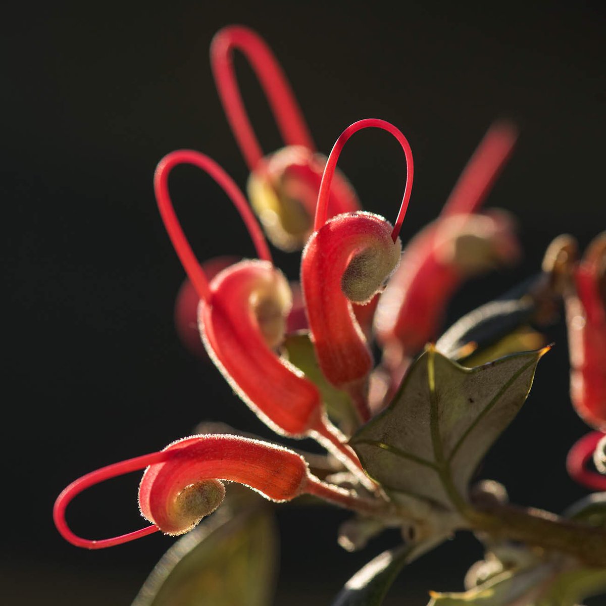 thesilverdory's tweet photo. Grevillea tripartita ssp macrostylis - WA native looking good in low winter arvo light - grafted plants in southeast NSW #grevs #gonative https://t.co/fDLxXYx6Gf