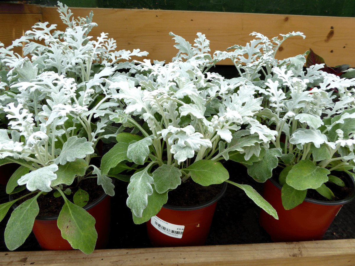 Plant of the Day: The senecio cineraria at £3.99 its a great way to add something natural to your home! #senecio #cineraria #plantoftheday