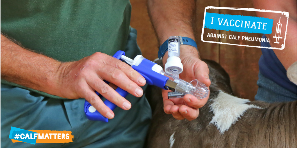 calfmatters's tweet photo. Develop a vaccination programme with your vet to prevent #CalfPneumonia #CALFMATTERS. For more see https://t.co/mo2Eo9s4Gu https://t.co/gORobp30QI