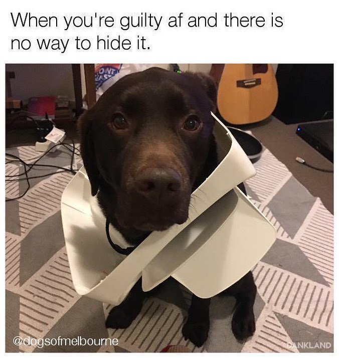 DogsofMelbourne's tweet image. I was just talking the rubbish out I swear. 😳 @humphreythelab 📸cred: @dextergordo 
_______________________________… ift.tt/2vnqhMp