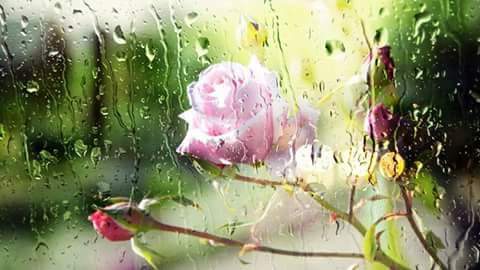 its__shai's tweet photo. ☁اتنی تیز بارش سے 
دل کے آئینے پر سے 
عکس کیوں نہیں دھلتے؟ 
زخم کیوں نہیں سلتے؟ 
لوگ کیوں نہیں ملتے؟☁☁☁ https://t.co/SCNHwvKwqt