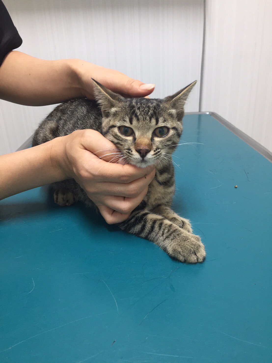 猫かふぇジュエリー 猫ママ 里親募集のキジトラちゃんの予防接種も終わりました エイズ白血病 陰性 フロントライン済 大人しくて甘えん坊さんです 生後4ヶ月位メス 新しい家族に迎えて頂きたいです 猫譲渡 捨て猫 キジトラ 猫カフェ 茨城猫