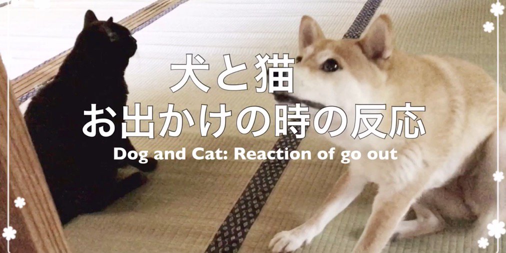 Youtube Japan على تويتر さあお出かけだ 嬉しくてぴょんぴょん子供のように跳ね回る柴犬のももちゃんとクールにふるまう黒猫の天くん みんなちがって みんな可愛い Ytクリエイター 犬 猫 T Co Liiclgbe1c