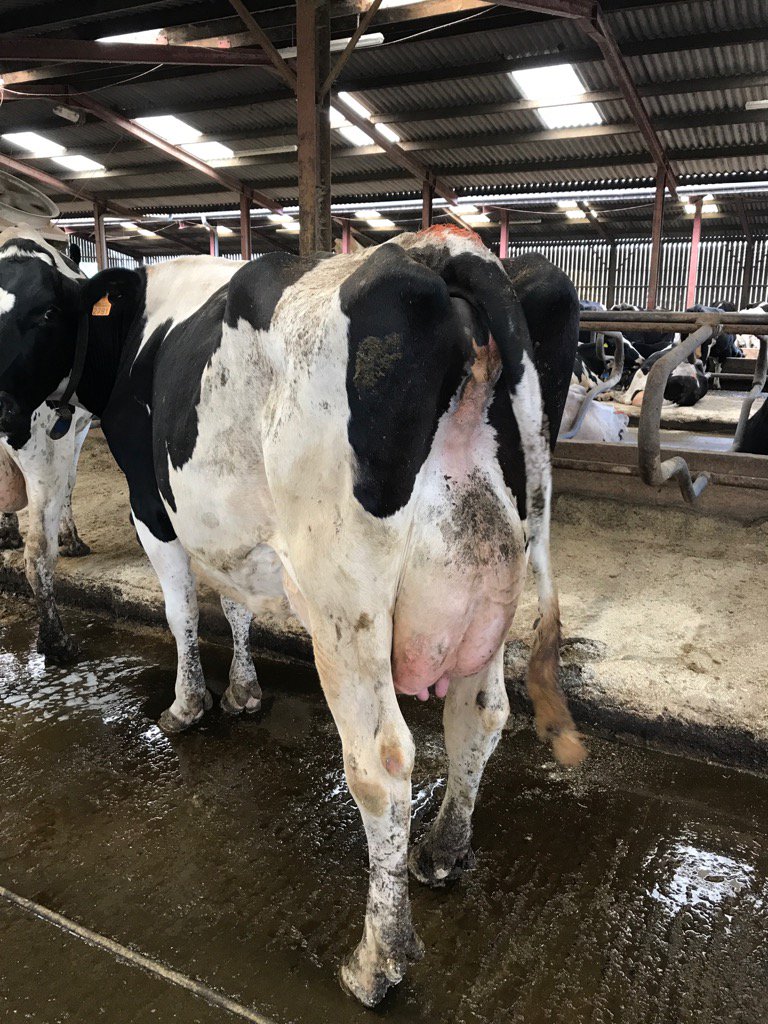 richie3068's tweet photo. #whatacow. #ProudOfDairy #milky https://t.co/gMFBGjaNZh