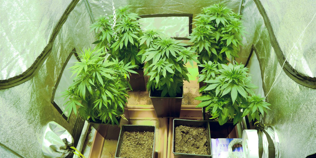 Jonsonmark2's tweet image. real stuffs get at any time,Top quality marijuana available anytime pm me for more details