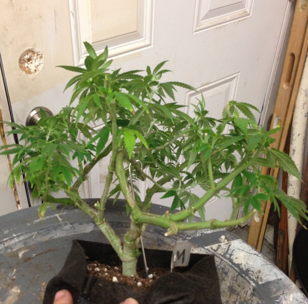 Jonsonmark2's tweet image. we got really stuffs for you guys just pm for more details