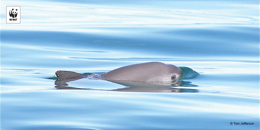 WWF_Mexico's tweet photo. HOY: México, EE.UU. y China se reúnen para planear cómo frenar el tráfico ilegal de totoaba, en un esfuerzo para que #SalvemosALaVaquita https://t.co/TdnYWz0Xuz