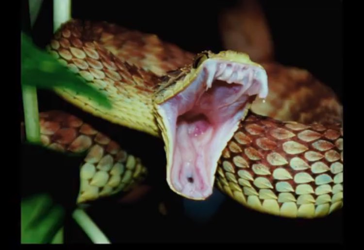 Google+ Animals, Reptiles, Reptiles and amphibians