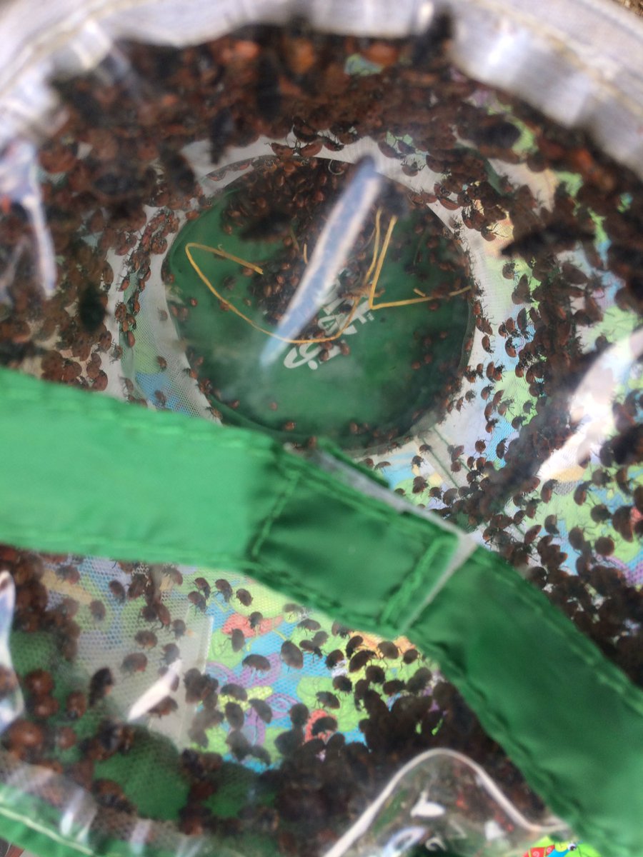 ChapScience's tweet image. Thank you Master Gardeners for a fun learning experience! jerseyshoreonline.com/monmouth-count…