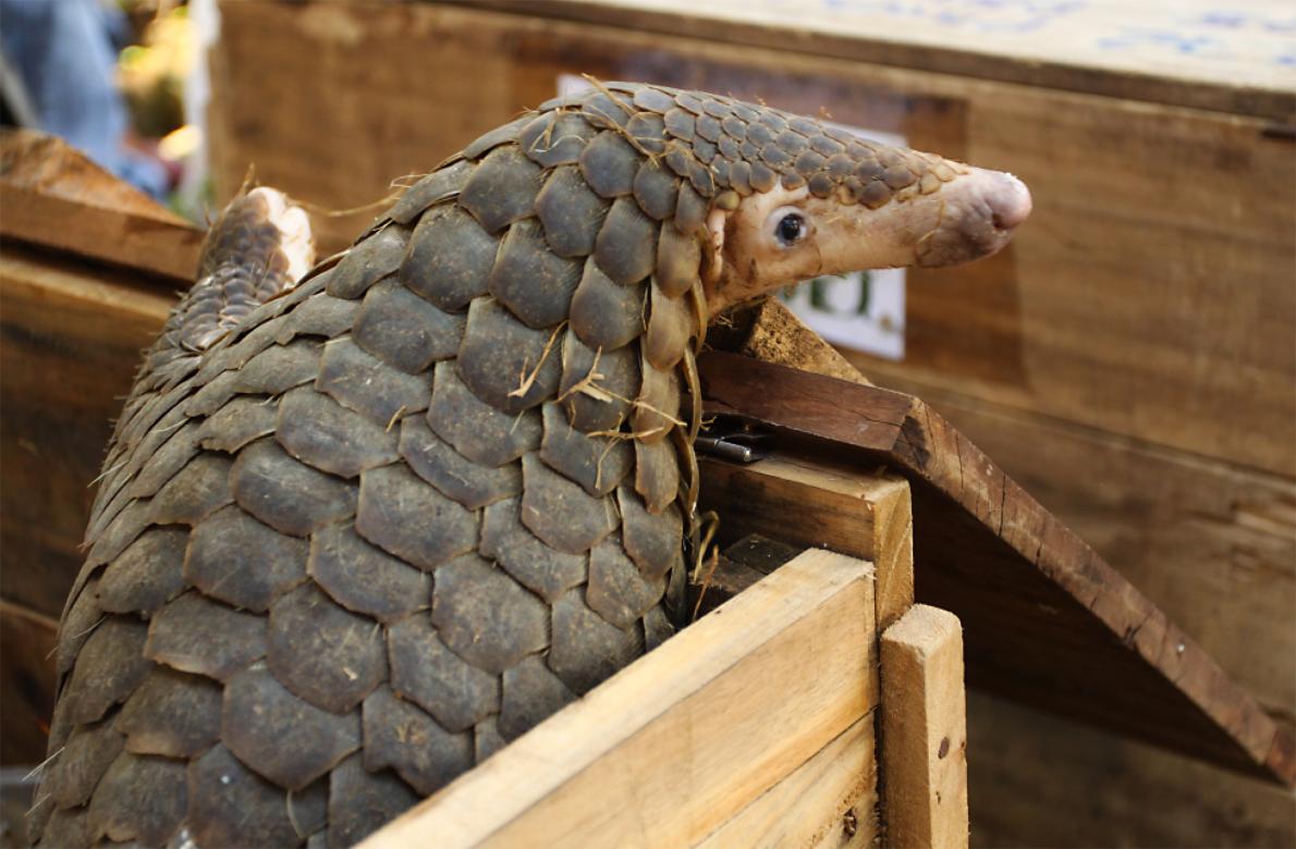 GatelyMark's tweet photo. Poorly regulated borders in China’s southern provinces are encouraging #pangolin smuggling. https://t.co/zQqMryknWP https://t.co/kWolkvnfwg