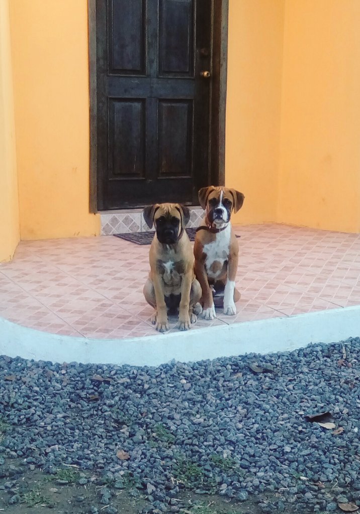 leotinti's tweet photo. #PromoPerruna @PublinewsGT Nina y Bruno los más tiernos😍😍😍😍 https://t.co/Ela5nnQZLP