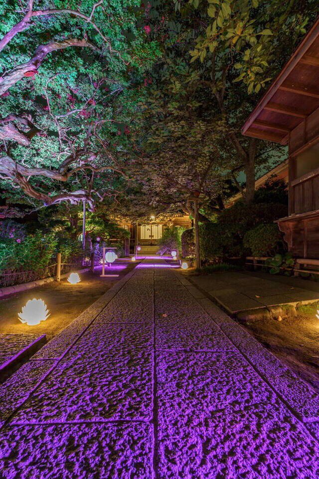幻想的 鎌倉大仏もライトアップ かまくら長谷の灯り