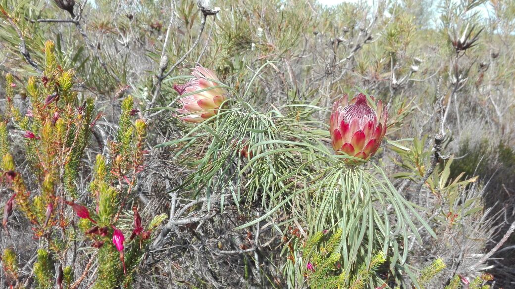 strandveld's tweet photo. The beautiful #Skaamgesiggie Protea in bloom, awaiting the new vintage of our limited release MCC named in its honour! https://t.co/LodU4j2vkc