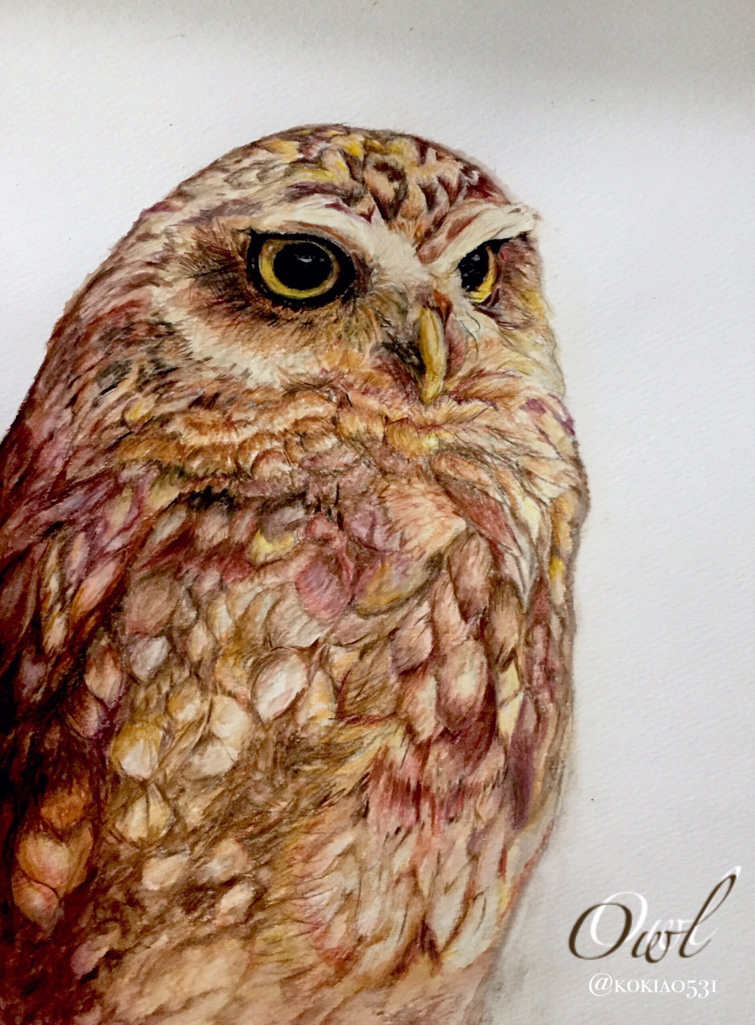 Kokia フクロウは縁起ある生き物として人気ですよね フクロウカフェ にも行ってみましたが フクロウ って大きいものばかりかと思ったら小さくてとっても可愛い子もいるんですね フクロウ 梟 Oul Bird 動物の絵 Fabercastell