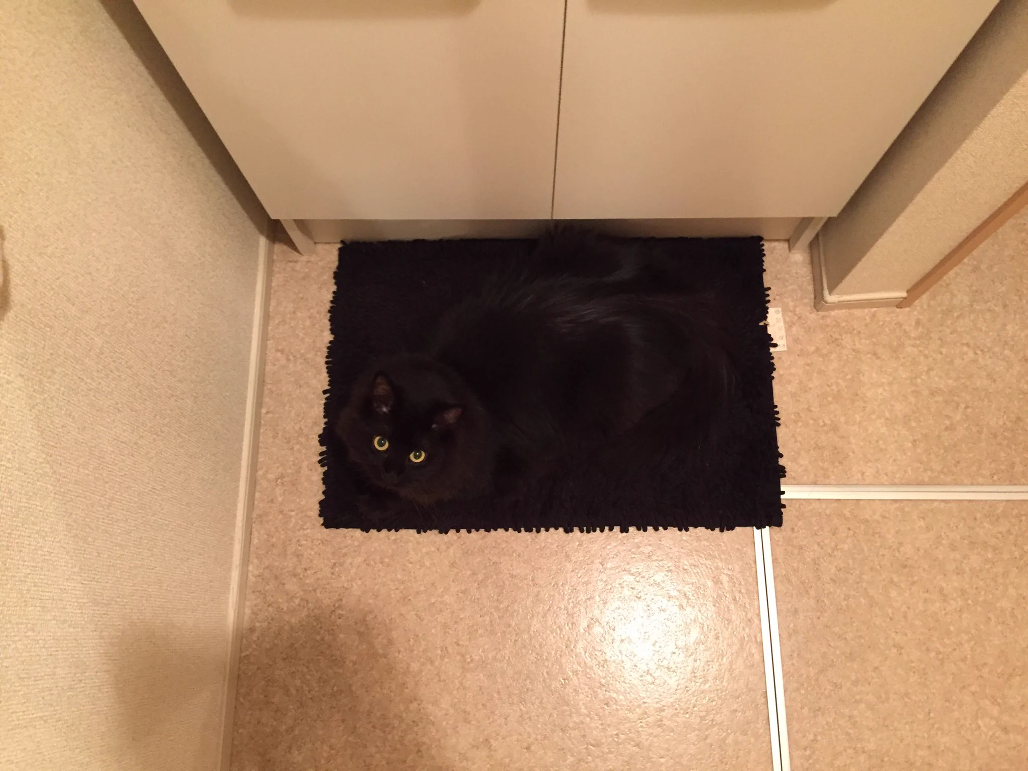 黒猫あるある？ww黒いマットの上にいると本気でどこにいるのかわかんないww