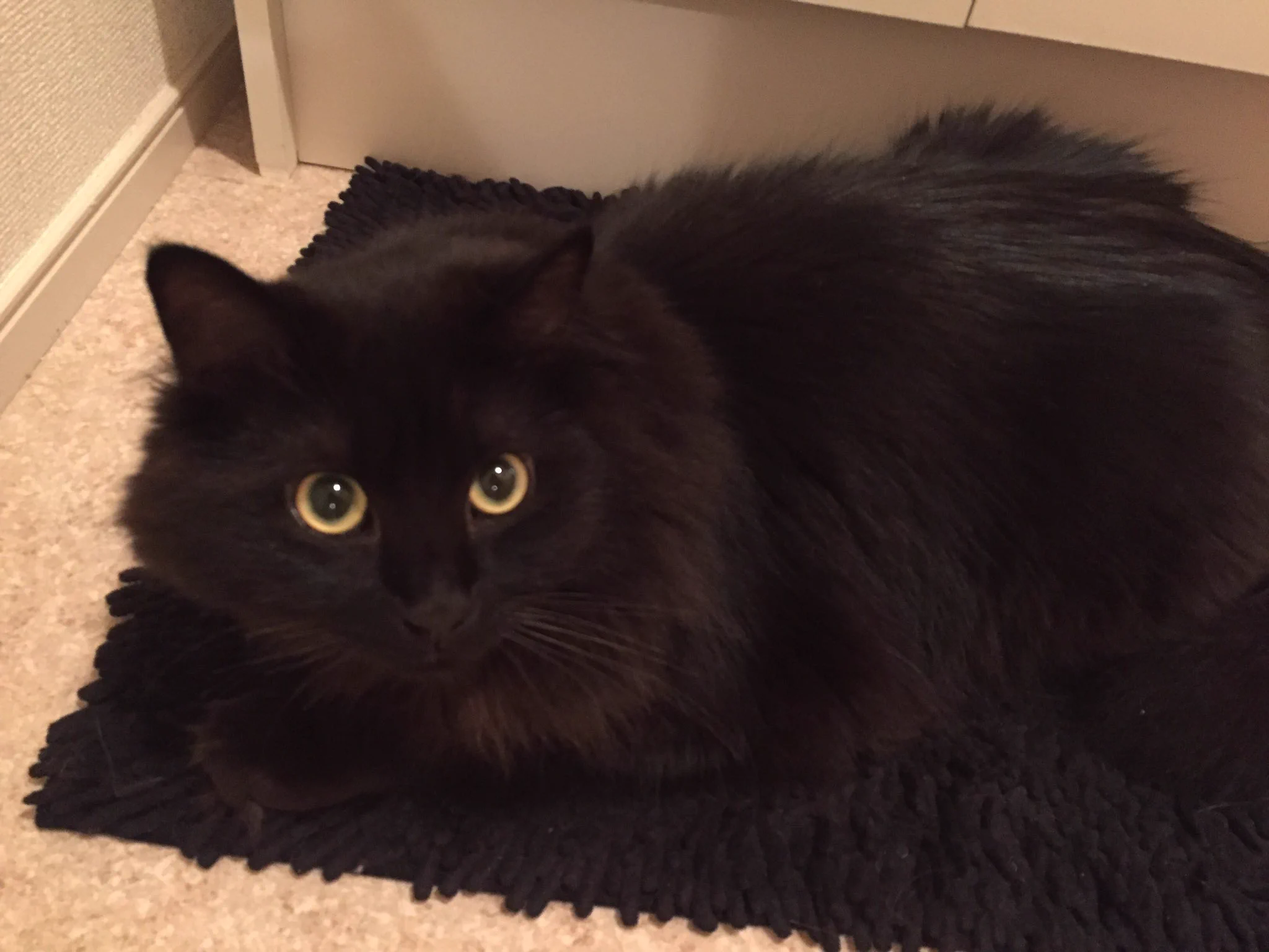 黒猫あるある？ww黒いマットの上にいると本気でどこにいるのかわかんないww