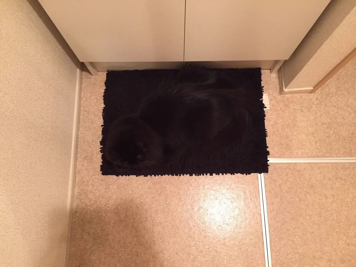 黒猫あるある？ww黒いマットの上にいると本気でどこにいるのかわかんないww