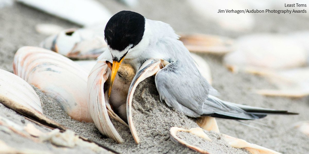audubonsociety's tweet photo. Mother birds employ wildly different reproductive strategies. Here are just a few of them. https://t.co/54ZNtlYcRK https://t.co/t9s3efSwbd