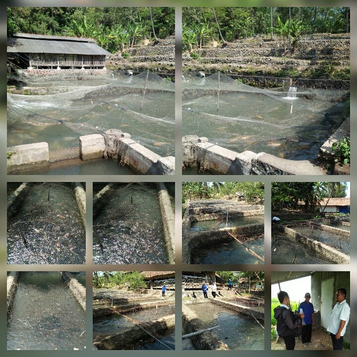 cattelya3's tweet photo. 10 bh KAD,prod.ikn mas,nila 500 kg/klm,Rp.26,18rb/kg,di pok.Cicereum jaya ds.kaduela pswhn @fisheris_ @BudidayaKKP @dpp_ipkani @puslatluhkp https://t.co/DloN0dTFuj
