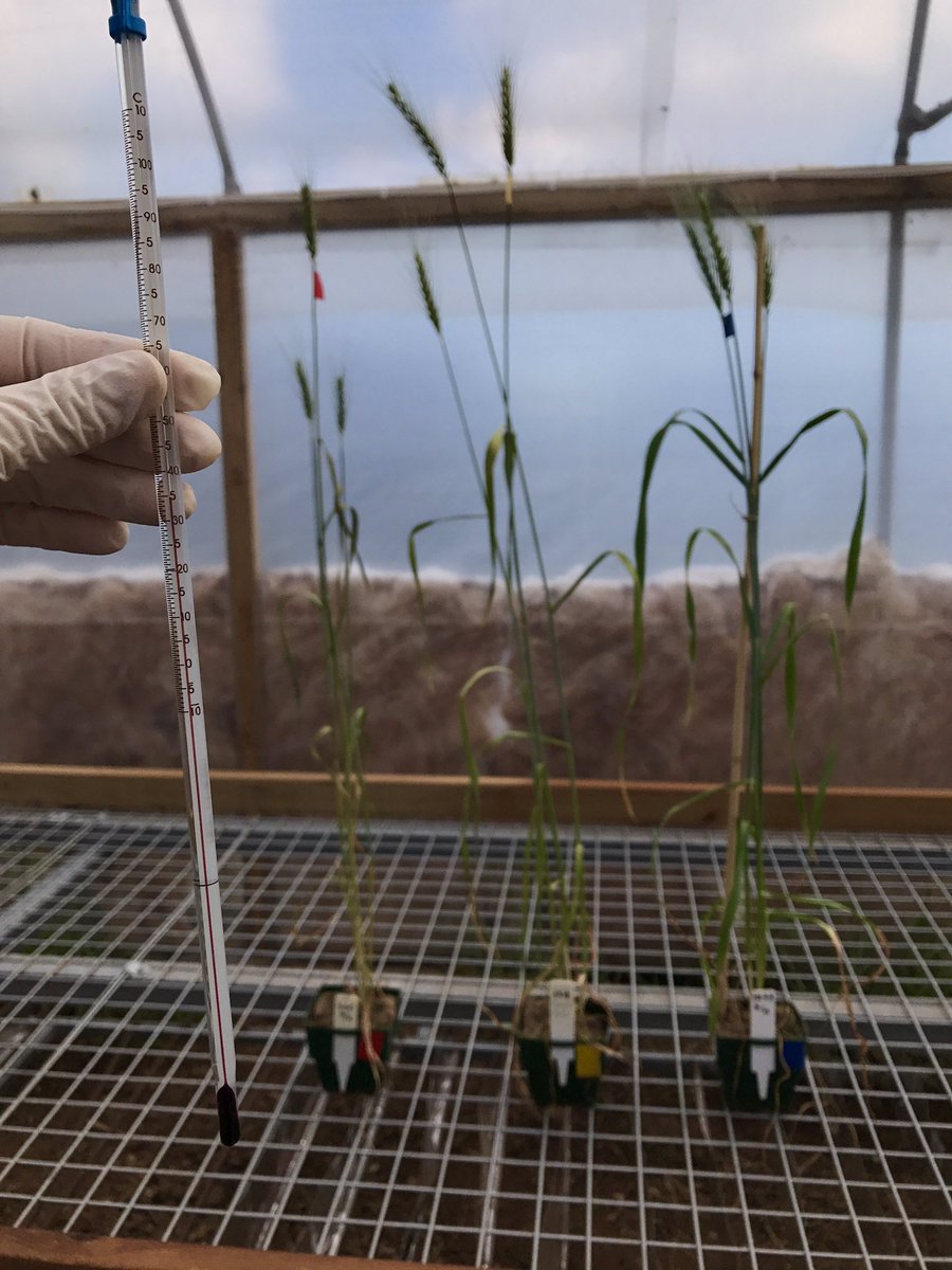 Jess_Schm's tweet photo. It's getting hot 😄🔥 Plants after 1 (blue), 2 (yellow) and 3 (red) days of #droughtandheat treatment. #wheathub #waite #GWAS #diversitypanel https://t.co/LkvXYMbDln