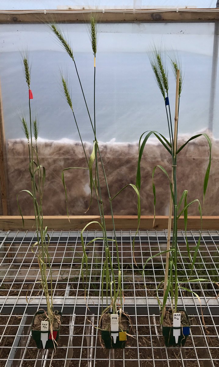 Jess_Schm's tweet photo. It's getting hot 😄🔥 Plants after 1 (blue), 2 (yellow) and 3 (red) days of #droughtandheat treatment. #wheathub #waite #GWAS #diversitypanel https://t.co/LkvXYMbDln