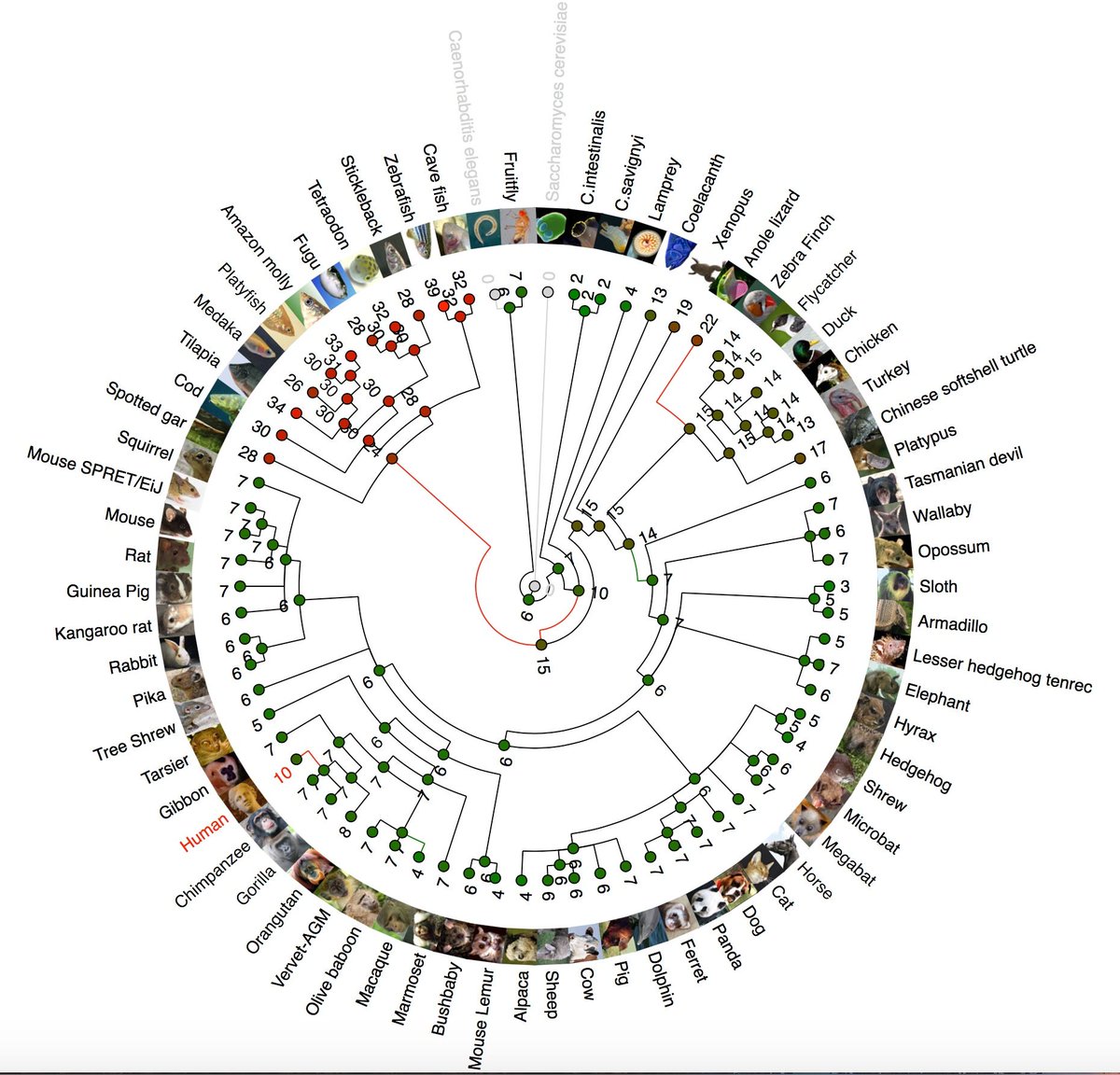 ensembl's tweet photo. Melanopsin has 83 orthologues and shows significant gene gain events (expansions) in fish #genetree #Geneoftheweek https://t.co/CC4djLW00B https://t.co/re1IWxYGt8