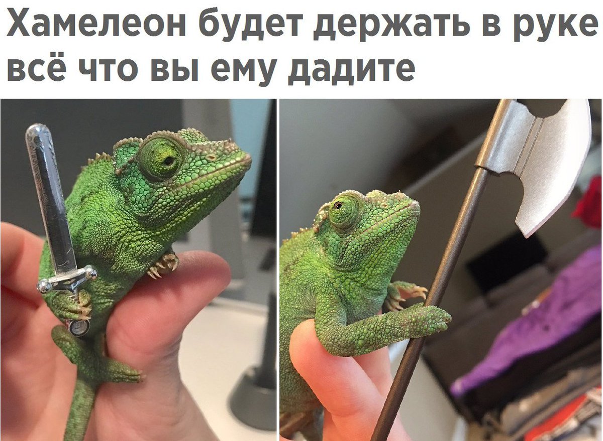 Элеонора Цветочная (@eleo_n0ra) on Twitter photo 