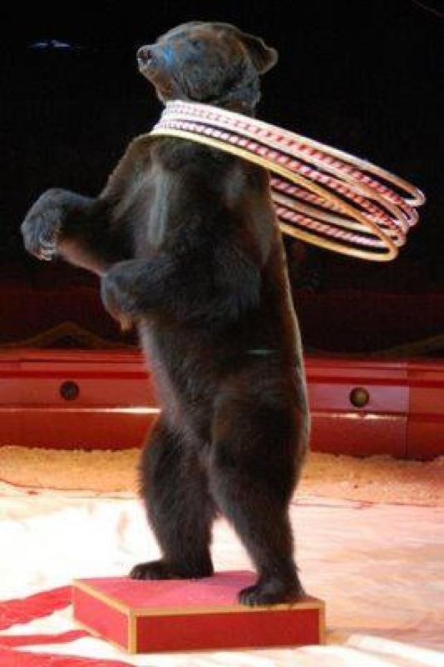 🎪 El circo no es un lugar divertido para los animales.

🐻 Hazlo por ellos, comparte esta imagen ¡y FIRMA! 👉 buff.ly/2xrQMBW