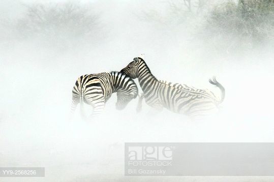 age_fotostock's tweet image. #Burchell's zebra in the dust - #EtoshaNationalPark, #Namibia
agefotostock.com/age/en/Stock-I…