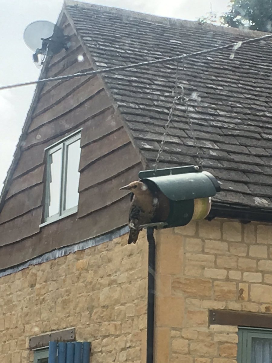 Any #twitchers out there who know what this #bird is?