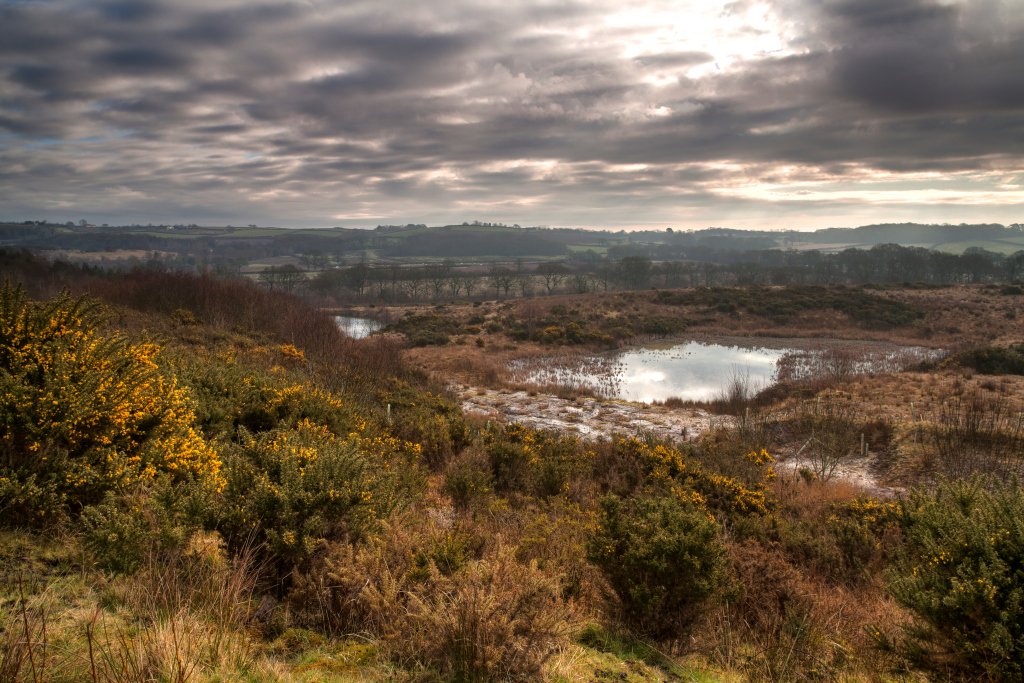 DevonWildlife's tweet image. Meeth busters! 80 species bird, 26 butterflies, 19 dragonfies - all recorded at our wonderful Meeth Quarry reserve ow.ly/iqw230eC66D