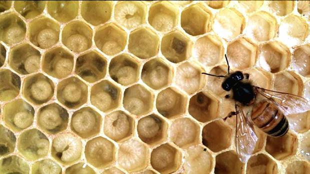 guardiacivil's tweet photo. Dos detenidos en #valencia por envenenar a 16 millones de abejas.

Querían evitar que hicieran la polinización en sus cultivos de citricos. https://t.co/oaQH1Mgkhf