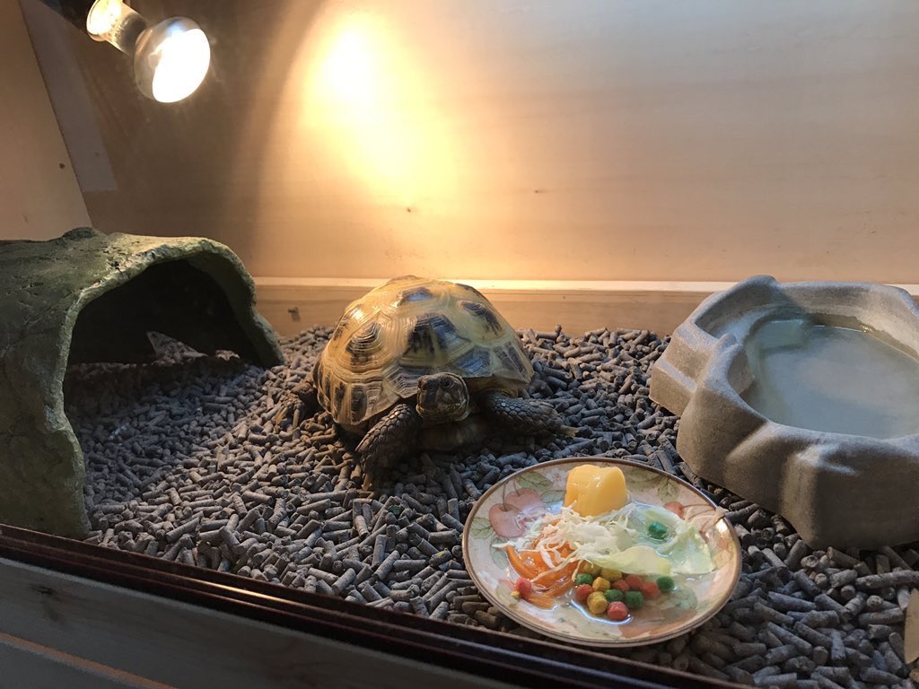 Twitter पर Fandk爬虫類木製ケージ作製販売店 ロシアリクガメ用のケージをご注文頂きレイアウト写真を頂きましたのでご紹介致します ケージサイズ外寸 幅900 奥行450 高さ450 引き出し仕様 アクリルトレー付き ありがとうございました Fandk爬虫類木製