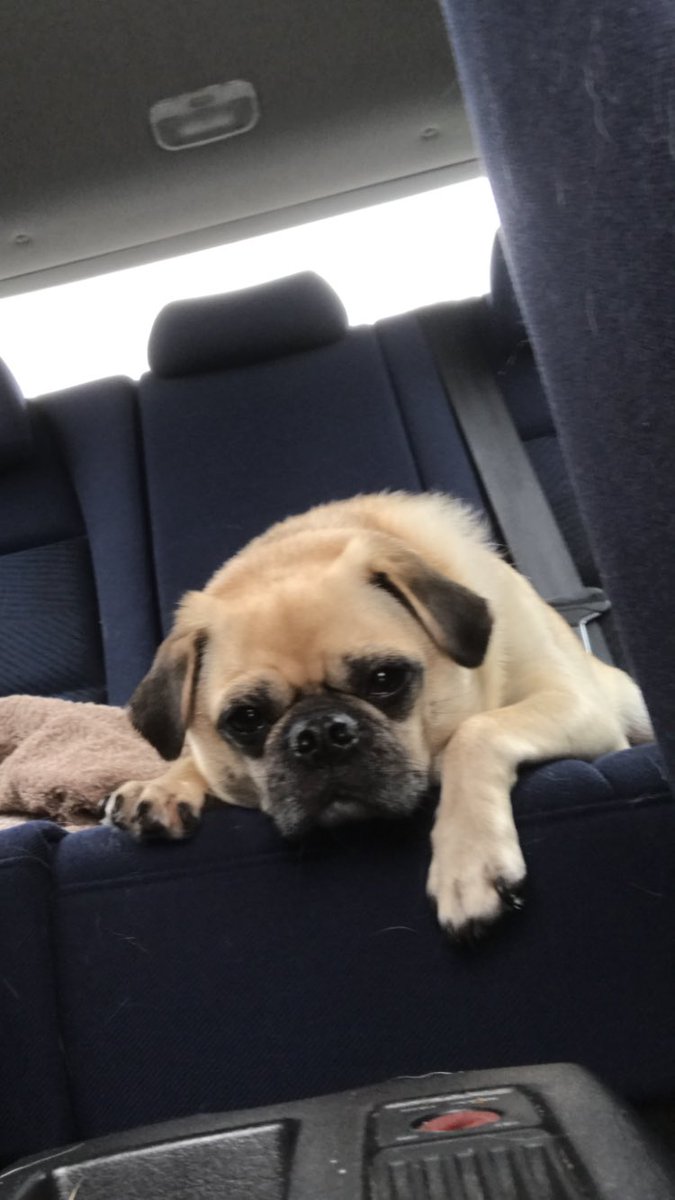 ohthatpooch's tweet photo. In the back seat on my way to the excellent @titchwellmanor for my mini break to Norfolk. Funon the beaches and pub dins! #luckypug https://t.co/QN64r3cTaG