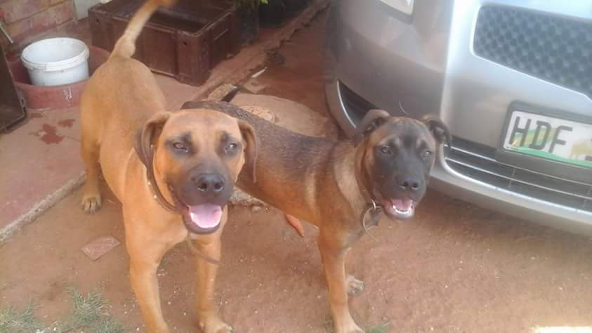 Keoi_In_Tech's tweet photo. #DogLover #dogsarefamily #dogsoftwitter #dogtraining #dogsarelove #dog
#MyLilo&Samora❤ https://t.co/lpIpCcoLDT