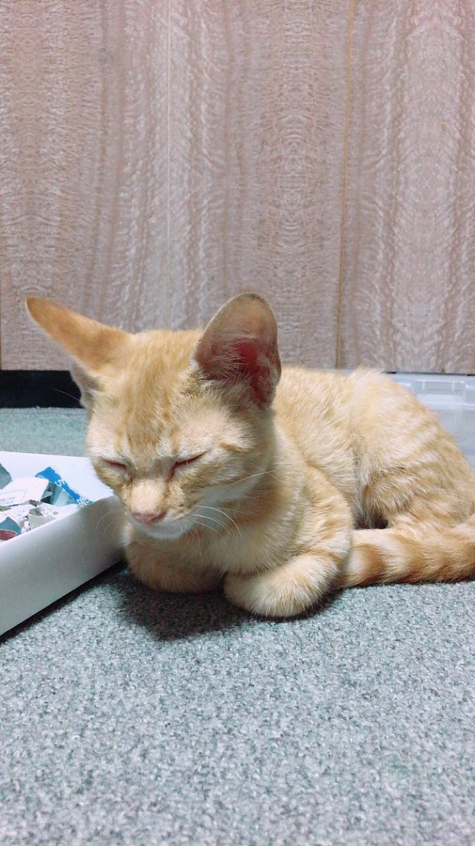 ハルトから捨て猫あずかってます。
兄弟もいたんですけど交通事故で死んでからそこから離れようとしなかったので保護したようです。
気になる方いたらDMください。