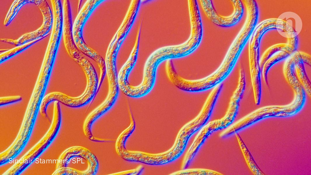 Nature's tweet photo. How 100,000 worms helped make some surprising discoveries about reproducibility: https://t.co/Vq2IC2XPG6 https://t.co/eNwQ0i27mY