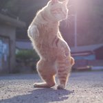 構えが達人すぎる？w朝日もあいまってかっこよすぎる猫のポーズがかっこいいw