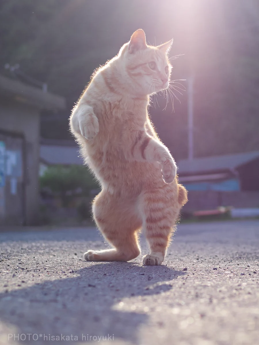 構えが達人すぎる？ww朝日もあいまってかっこよすぎる猫のポーズがかっこいいww