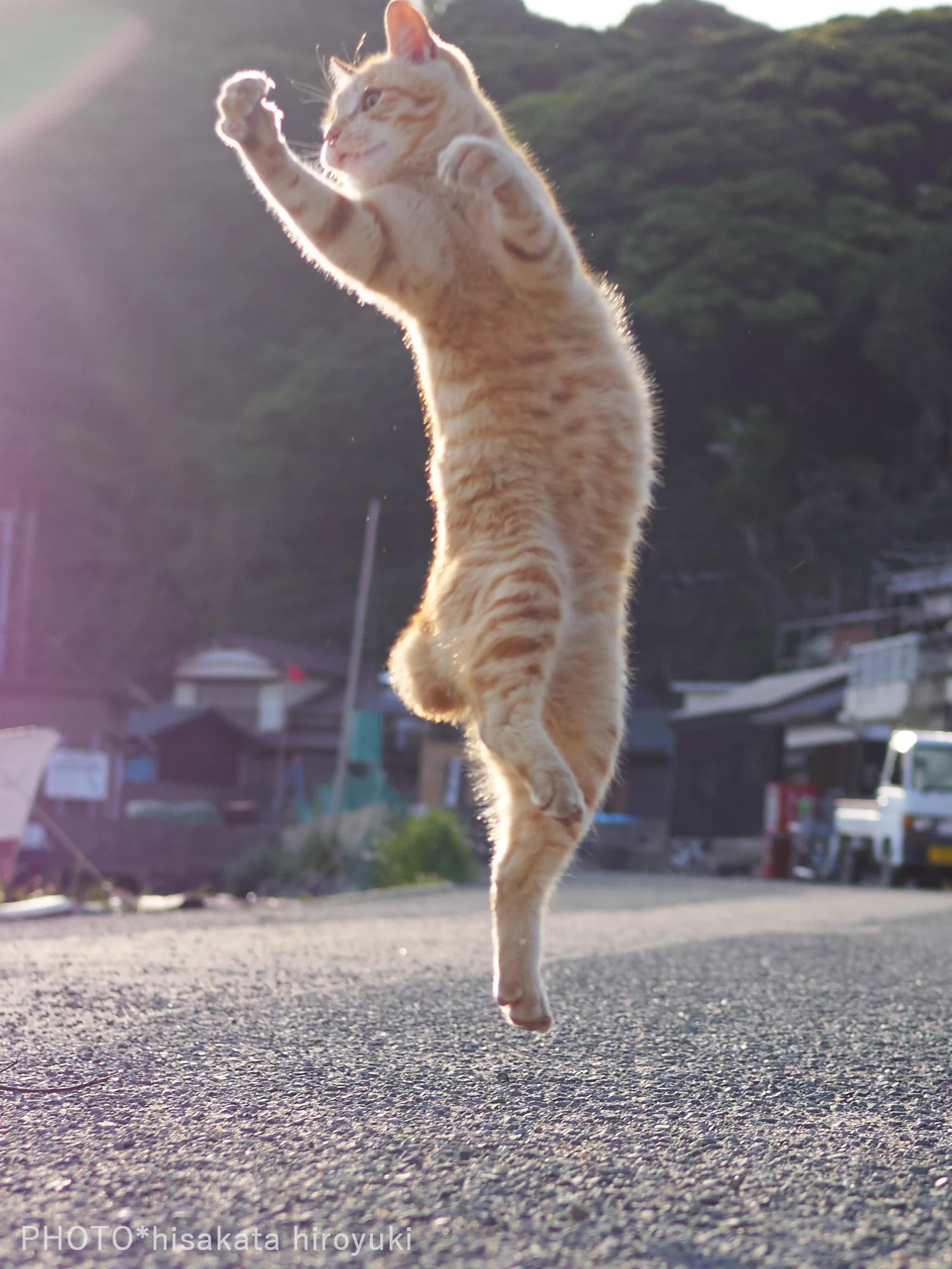 構えが達人すぎる？ww朝日もあいまってかっこよすぎる猫のポーズがかっこいいww