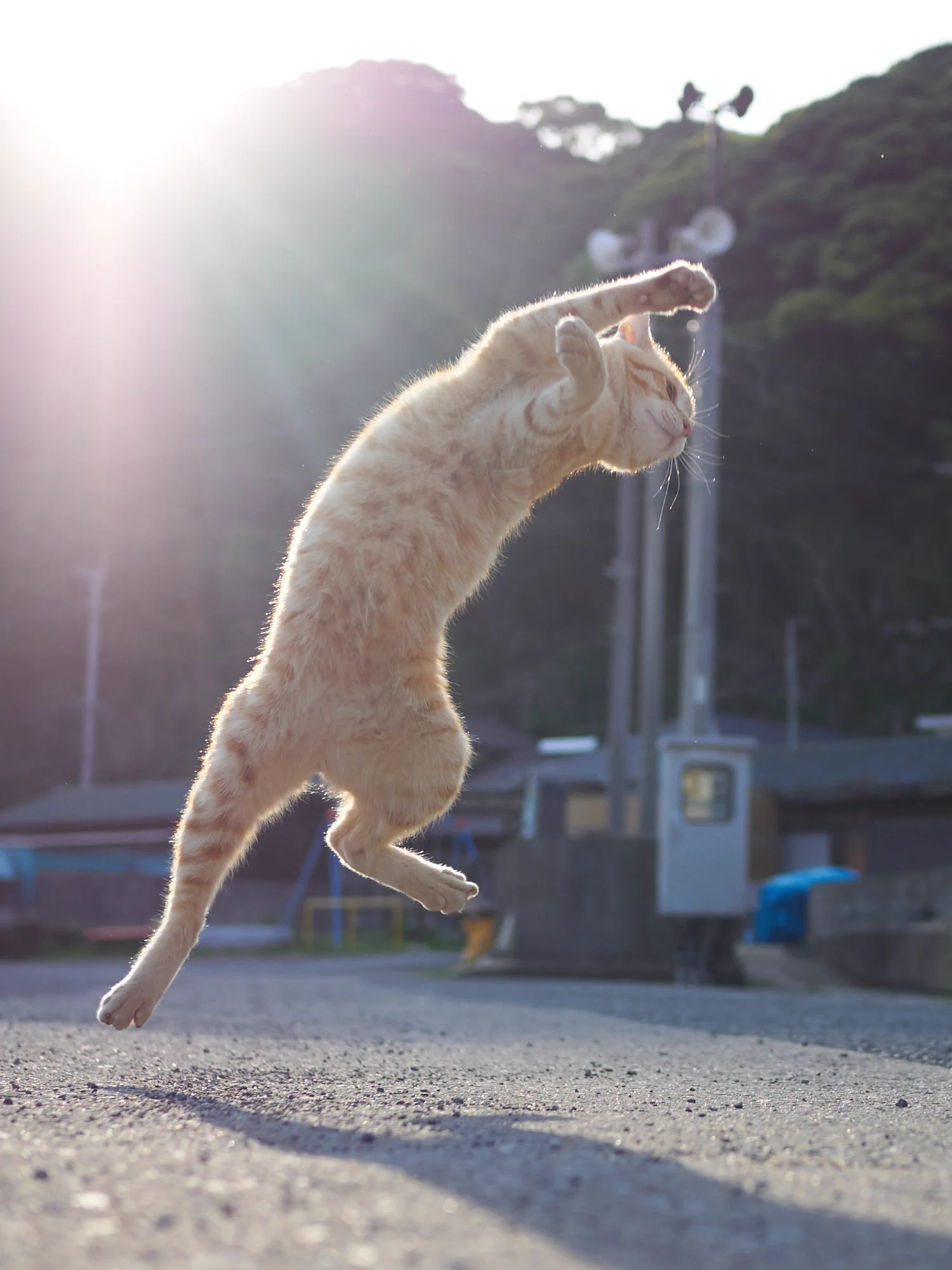 構えが達人すぎる？ww朝日もあいまってかっこよすぎる猫のポーズがかっこいいww